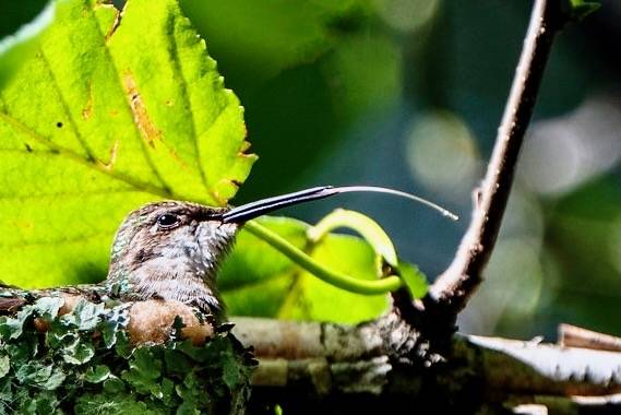 Ruby-throated hummingbird with extended tongue on nest in Aitkin, Minnesota by Lorie Shaull is licensed under CC BY-SA 2.0